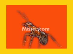 شركات مكافحة النمل الابيض بمكة