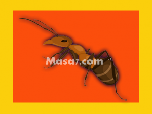 شركة مكافحة النمل الابيض في مكة