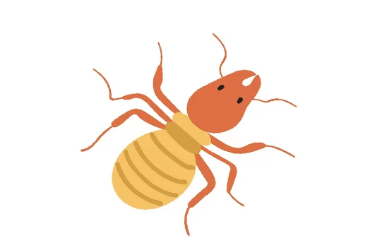 أضرار النمل الأبيض على الإنسان 7 خطوات للوقاية